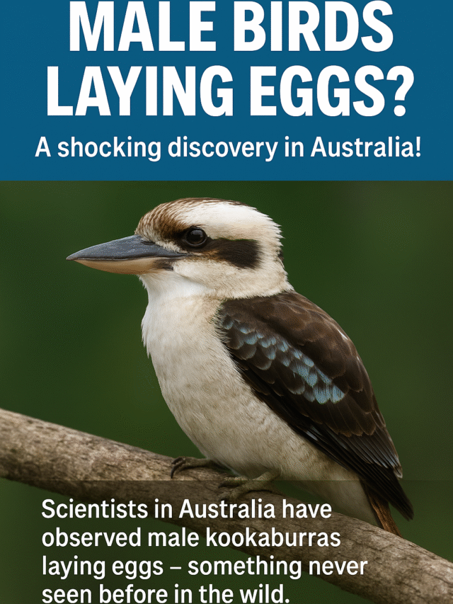 Male Birds Laying Eggs – A Rare Phenomenon!